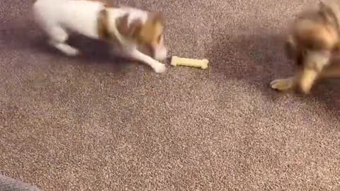 How to Keep Your Dogs Busy