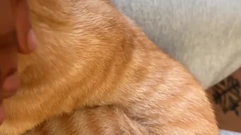 Cute Kitty