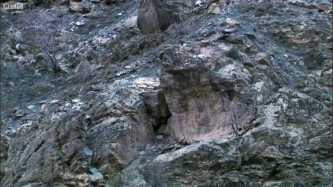 Snow Leopard Hunting | Planet Earth | BBC Earth