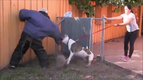 Make Dog become Aggressive with few tips