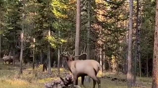 Sound on to hear the impressive sound male elk make during rutting season!