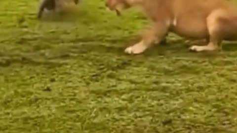 Was the lion fighting with the hound? I didn't see if it was a hound