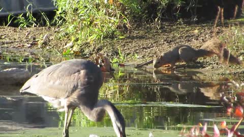 Great Blue Heron Bit Off More Than She Could Chew