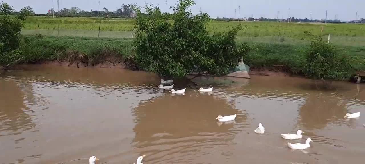 SUPER CLEAN DUCK - BUCKET - BUCKET IN MY COUNTRY | LBG CHANNEL
