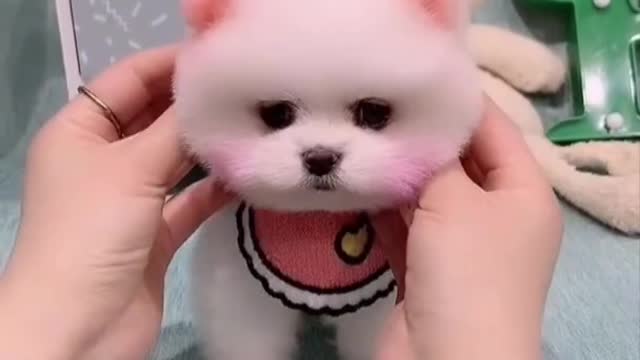 Cute pomeranian puppy🐶 funny