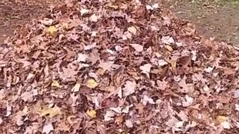 Brown dog jumps into pile of orange leaves