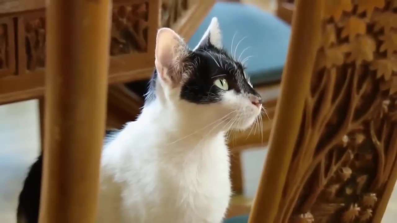 Sounds that attract cats - Meow to make cats come to you