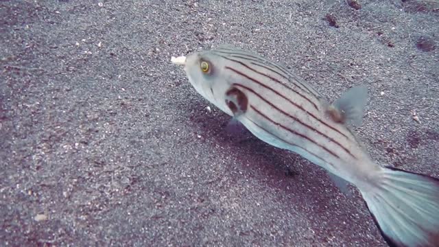 GIANT STRIPED FISH Takes FISH on the FISHING LINE in CRYSTAL CLEAR WATER !