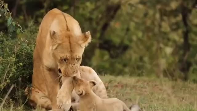 Adorable lion cub pulls brother's tail when mom is sitting