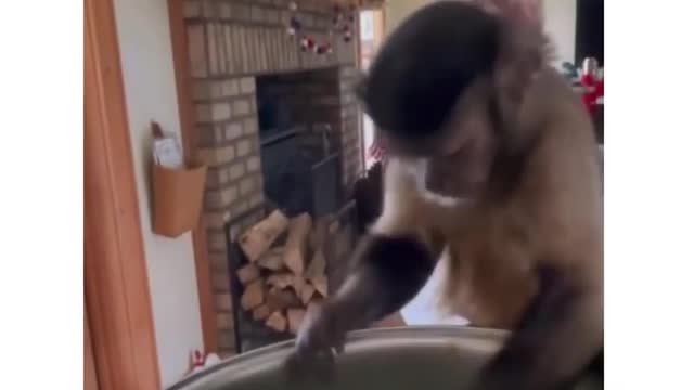 Funny animal video