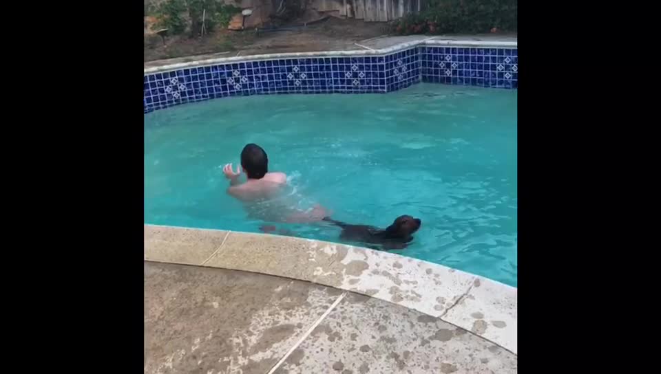 Doggo Is Not Too Good At Pool Dives