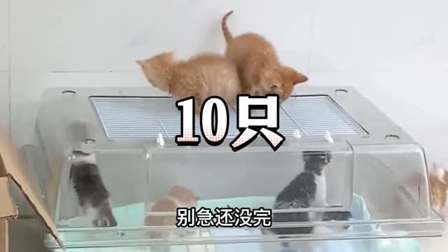 Hamster shop, was forced to plug 23 cats, what a loss