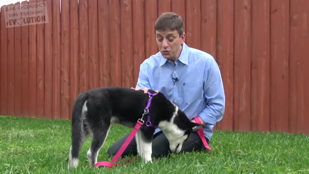 How to Teach your Puppy to Listen When they Won't!