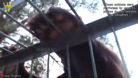 "When Animals Go Wild: Caught on Camera During Unbelievable Rampages!"