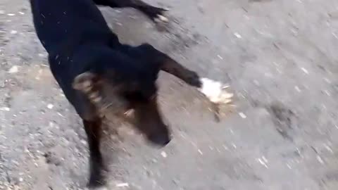 Happy dog