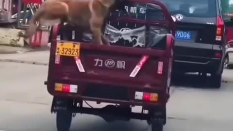 This dog is enjoying life to the fullest😂