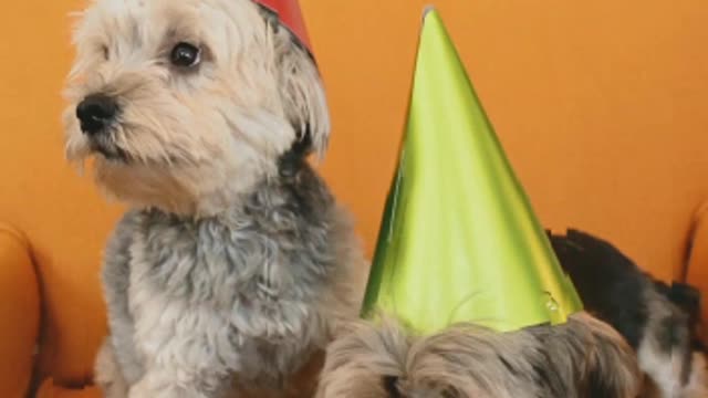 Puppies Birthday Celebration ..Birthday exicitement