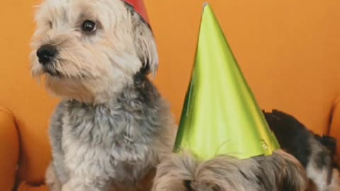 Puppies Birthday Celebration ..Birthday exicitement