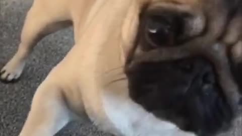 Very funny cute dogs puppies compilation 2