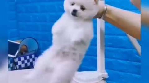 baby dogs funny reaction video 😂 baby dog funny moments