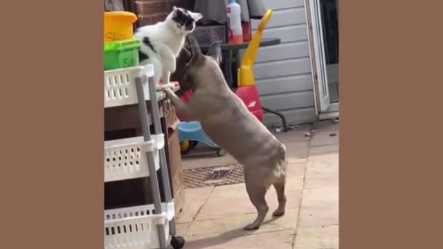 Real fight cat vs dog 🐕