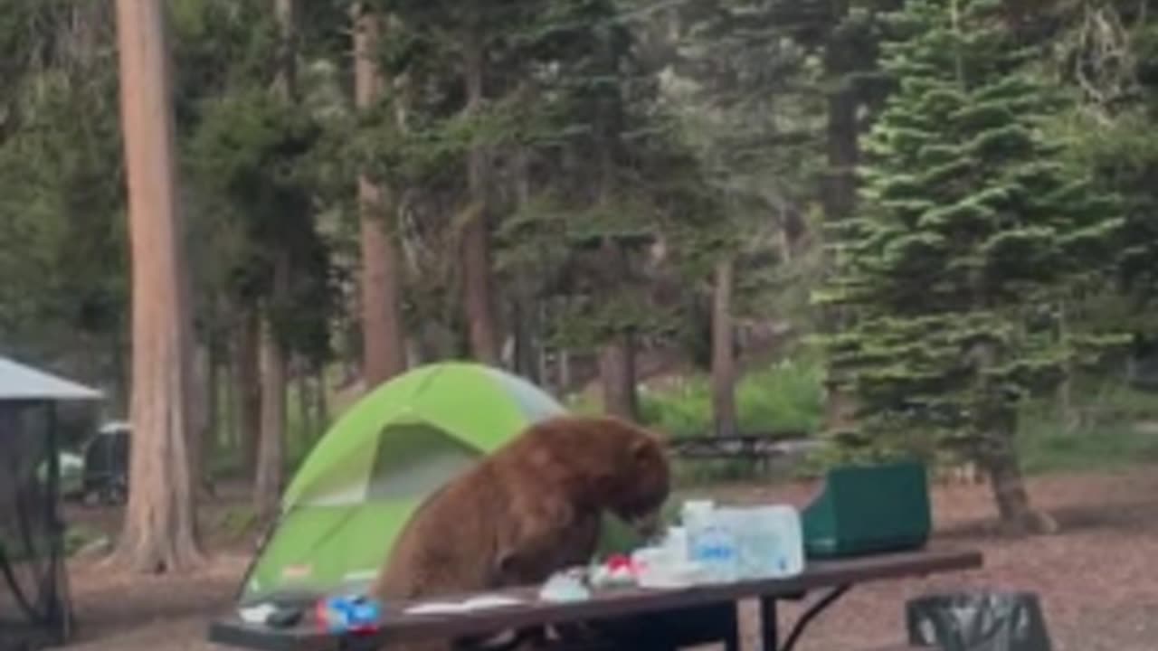 Campers have extremely close encounter with bear who ate their food