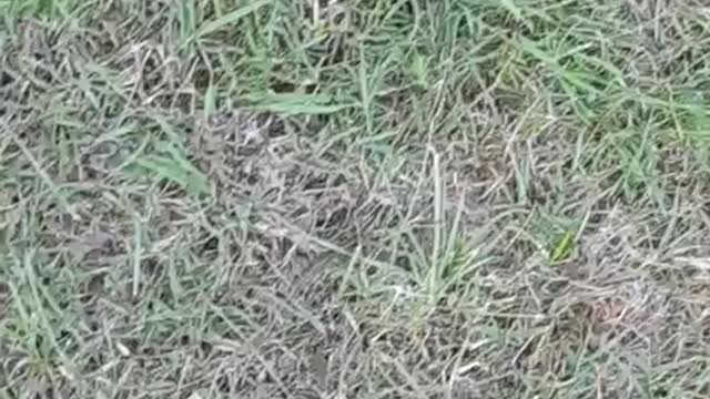 Scott troy (reoffender) Cheltenham