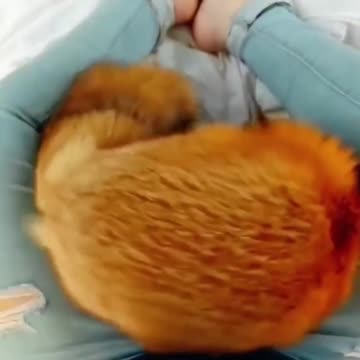 feed the wild fox #shorts #foxfamily #fox #pets