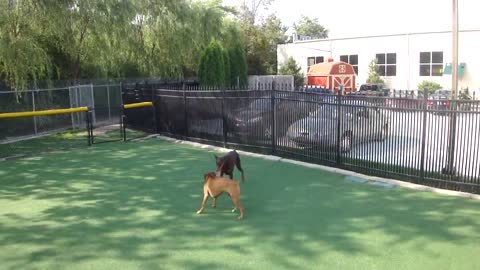 Rambo & Izzy @ All American Pet Resort Royal Oak