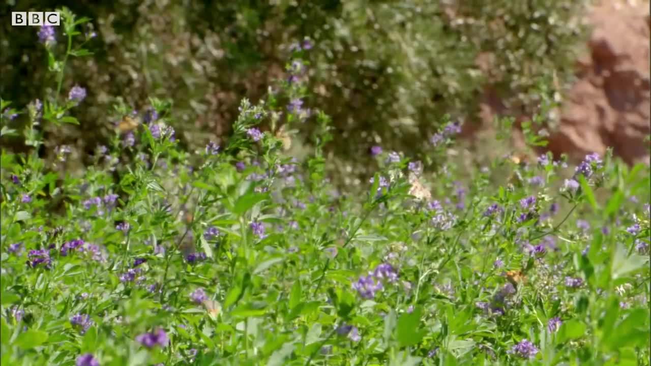 Will these Butterflies Become Frog Food? | BBC Earth