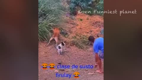 Funny Dogs And Cats Videos 2024 😅 - Best Funniest Animal Videos Of The week #15