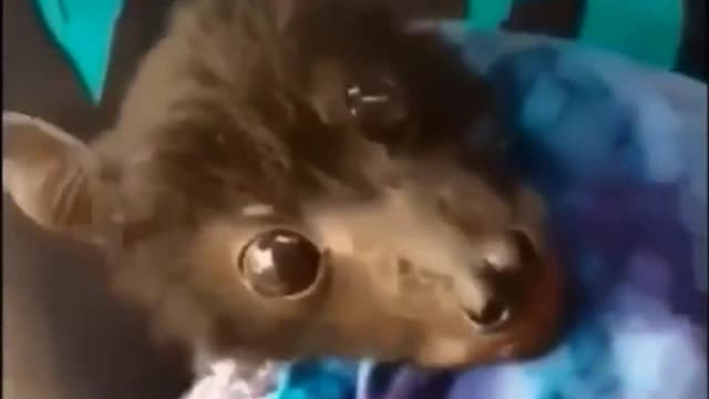 Quick Videos Of Funny And Cute Pets #3