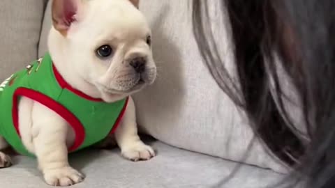 cute # french bulldog