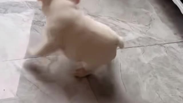 The Cat's family status is challenged