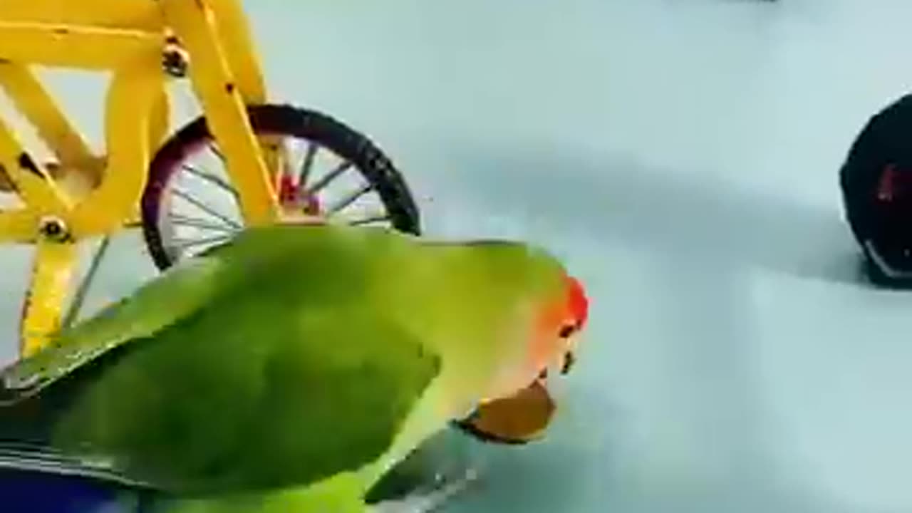 Cute parrot