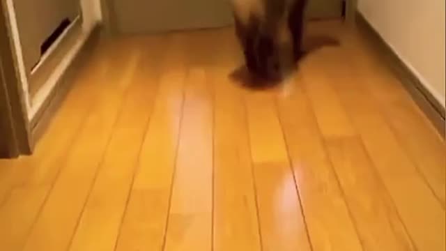 The cat practices martial arts