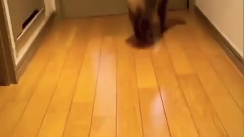 The cat practices martial arts