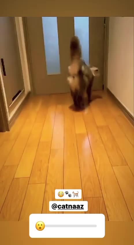 The cat practices martial arts