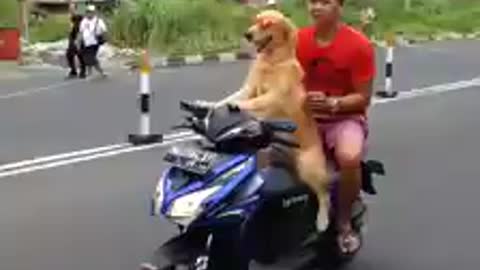 Dog giving ride
