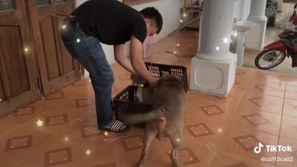 the dog is eager when the bitch
