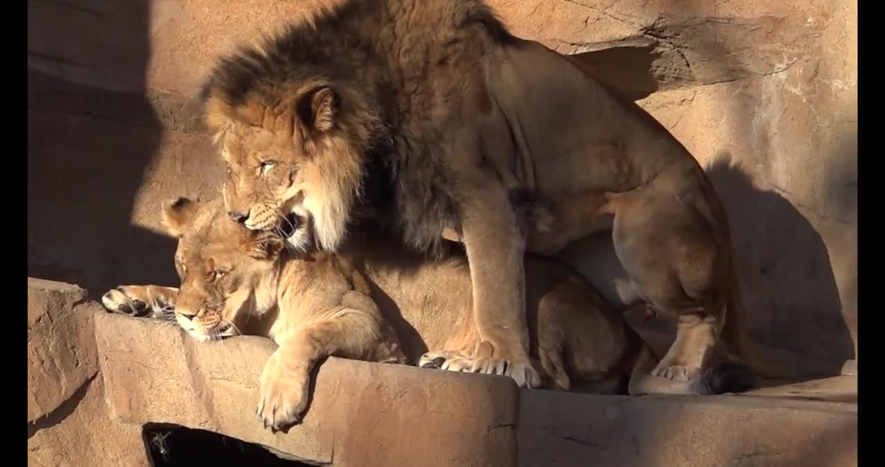 Two big lion meeting very hard