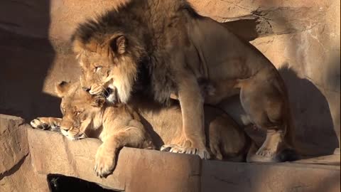 Two big lion meeting very hard