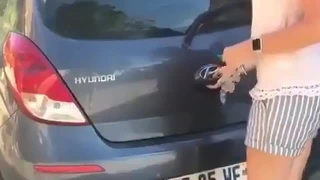 A large group of puppies in her car, amazing video