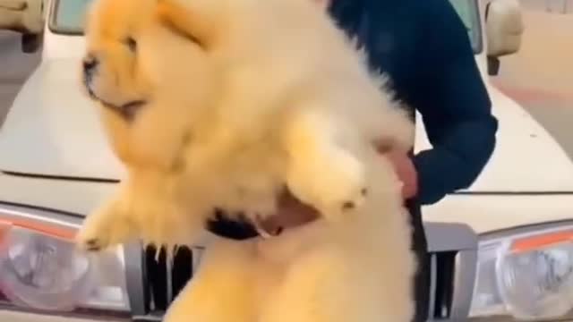 World healthest CHOW CHOW DOG