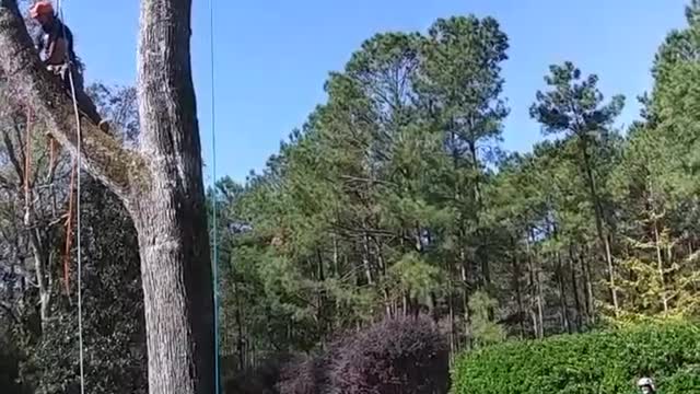 Precision Tree Felling and Removal in One