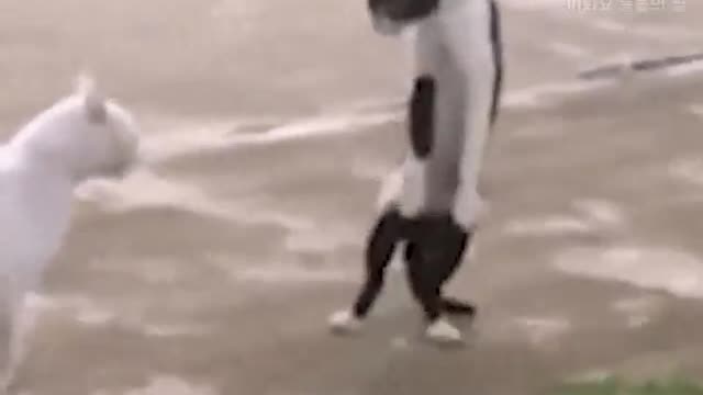 When cats learn martial arts