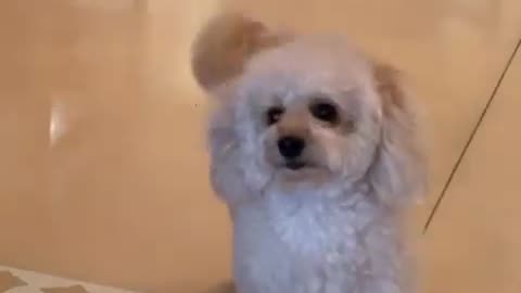 Cute dog