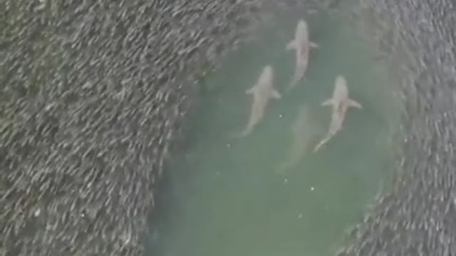 Sharks swimming through a school of fish