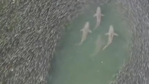 Sharks swimming through a school of fish