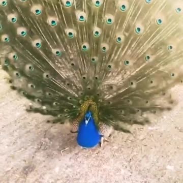 A PEACOCK OPENS ITS TAIL FEATHERS 🦃🦆